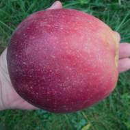 Саджанець Яблуня Граф Еззо в контейнері